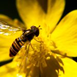 Biodiversität