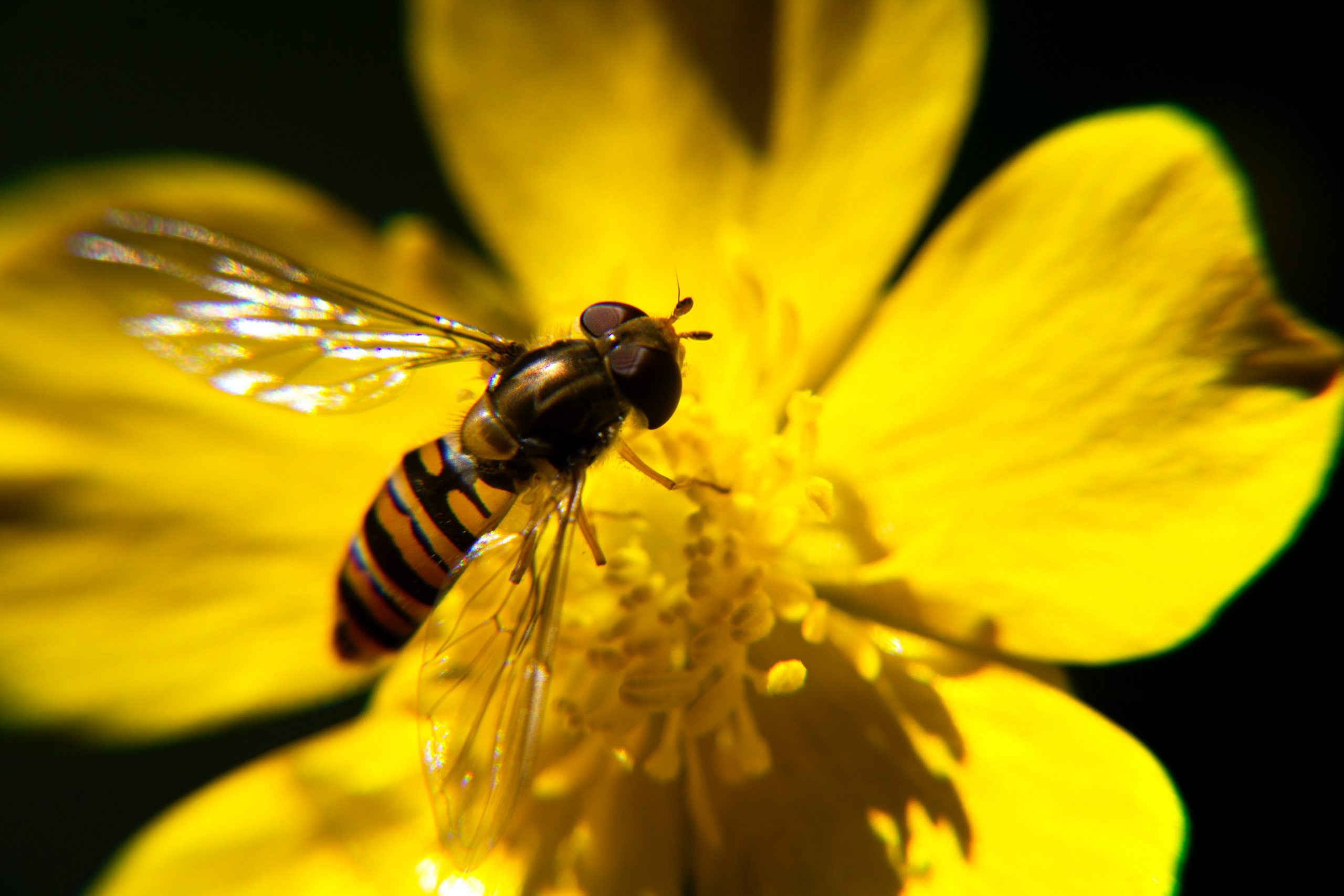 Biodiversität