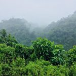 COP27 Regenwald Hoffnung