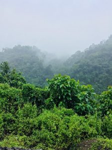 COP27 Regenwald Hoffnung